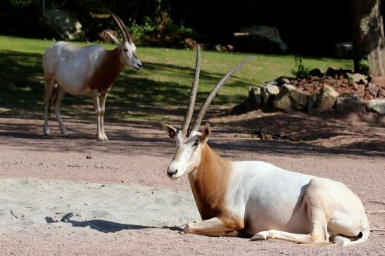 Säbelantilope Zoo Vivarium Darmstadt 2019