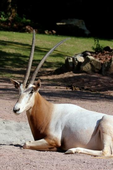 Säbelantilope Zoo Vivarium Darmstadt 2019