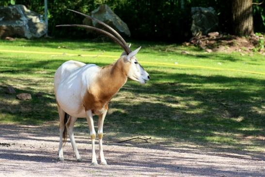 Säbelantilope Zoo Vivarium Darmstadt 2019