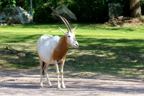 Säbelantilope Zoo Vivarium Darmstadt 2019