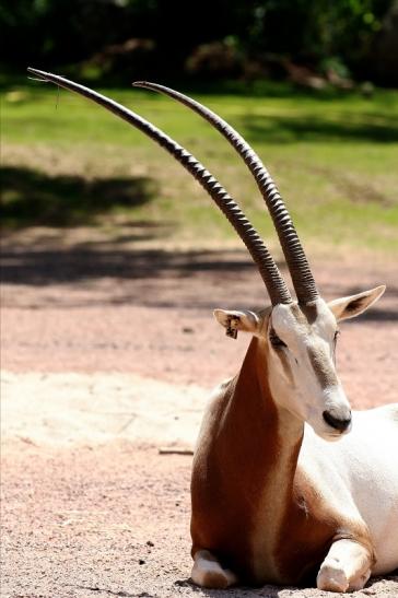 Säbelantilope Zoo Vivarium Darmstadt 2019