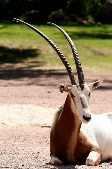 Säbelantilope Zoo Vivarium Darmstadt 2019