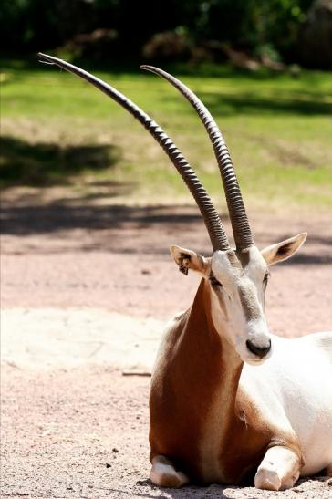 Säbelantilope Zoo Vivarium Darmstadt 2019