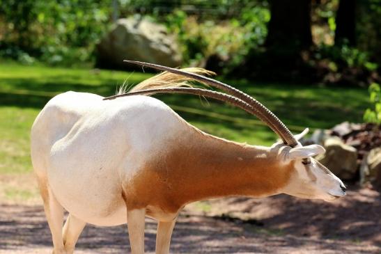 Säbelantilope Zoo Vivarium Darmstadt 2019