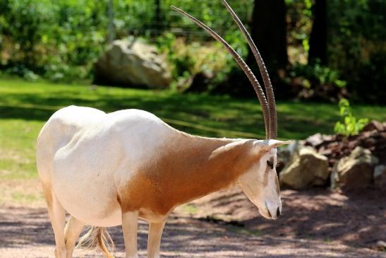 Säbelantilope Zoo Vivarium Darmstadt 2019