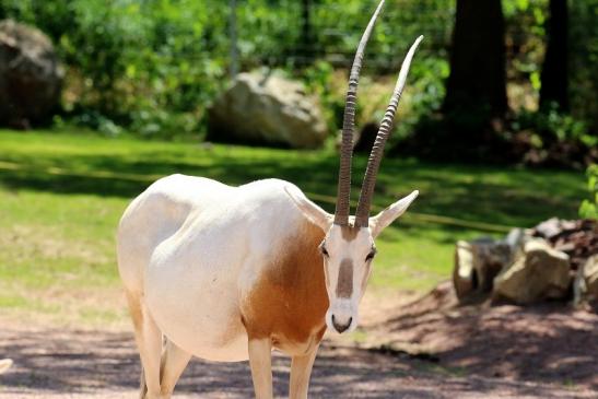 Säbelantilope Zoo Vivarium Darmstadt 2019