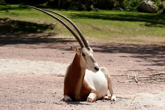 Säbelantilope Zoo Vivarium Darmstadt 2019