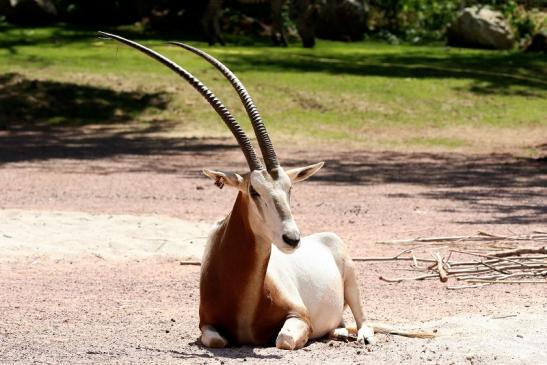 Säbelantilope Zoo Vivarium Darmstadt 2019