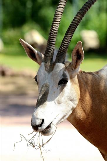 Säbelantilope Zoo Vivarium Darmstadt 2019