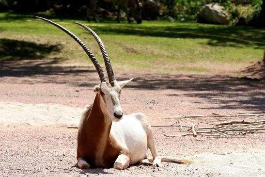 Säbelantilope Zoo Vivarium Darmstadt 2019