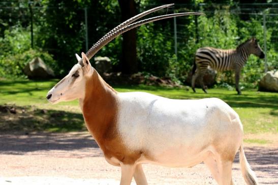 Säbelantilope Zoo Vivarium Darmstadt 2019