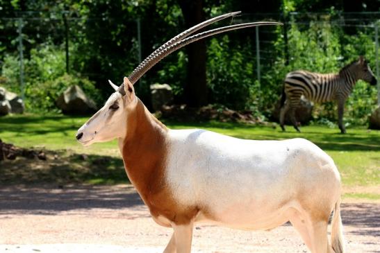 Säbelantilope Zoo Vivarium Darmstadt 2019