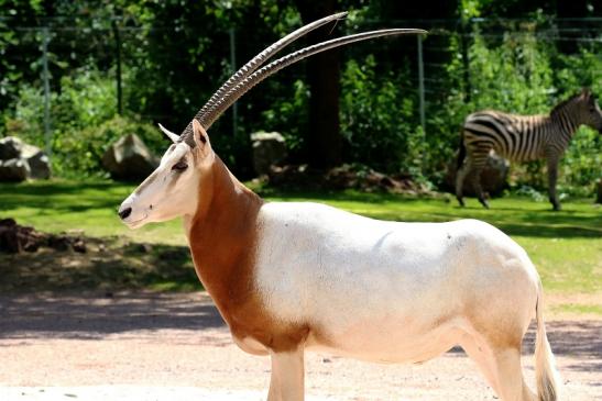 Säbelantilope Zoo Vivarium Darmstadt 2019