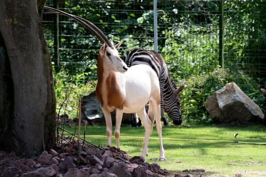 Säbelantilope Zoo Vivarium Darmstadt 2019