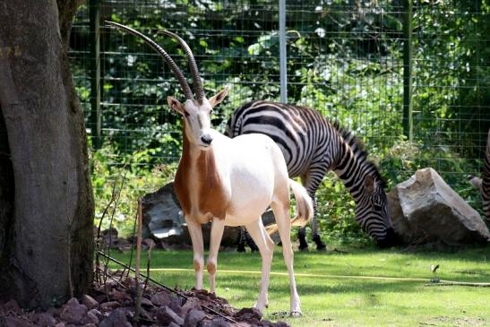 Säbelantilope Zoo Vivarium Darmstadt 2019