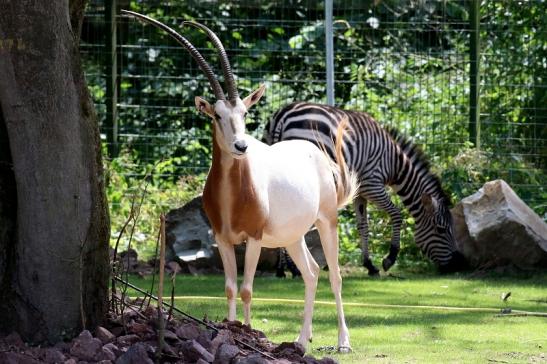 Säbelantilope Zoo Vivarium Darmstadt 2019