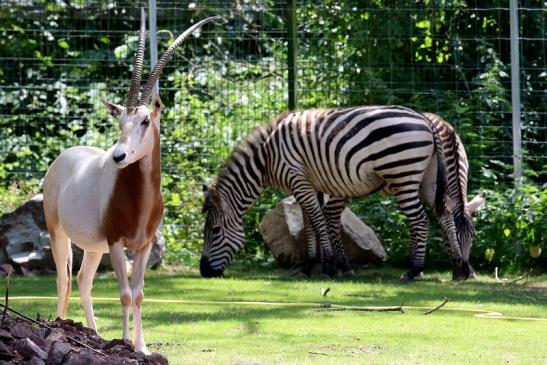 Säbelantilope Zoo Vivarium Darmstadt 2019