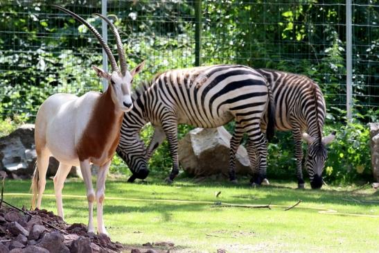 Säbelantilope Zoo Vivarium Darmstadt 2019