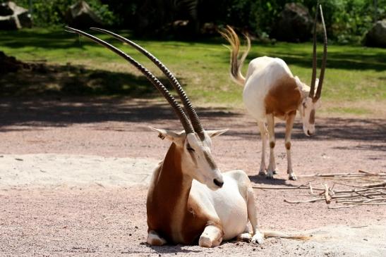 Säbelantilope Zoo Vivarium Darmstadt 2019