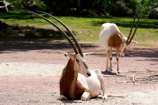 Säbelantilope Zoo Vivarium Darmstadt 2019