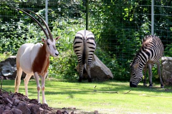 Säbelantilope Zoo Vivarium Darmstadt 2019