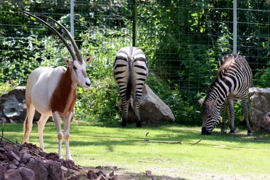 Säbelantilope Zoo Vivarium Darmstadt 2019