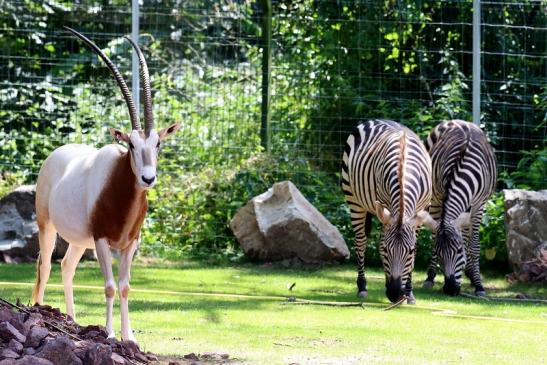 Säbelantilope Zoo Vivarium Darmstadt 2019