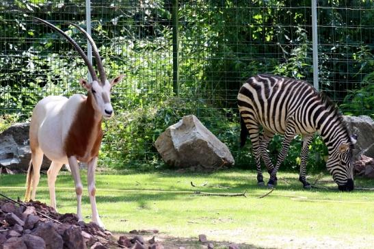 Säbelantilope Zoo Vivarium Darmstadt 2019