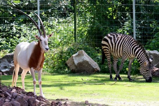 Säbelantilope Zoo Vivarium Darmstadt 2019