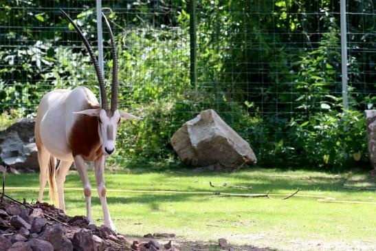 Säbelantilope Zoo Vivarium Darmstadt 2019