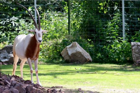 Säbelantilope Zoo Vivarium Darmstadt 2019