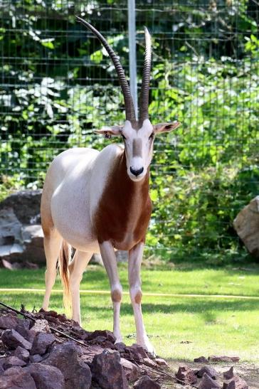 Säbelantilope Zoo Vivarium Darmstadt 2019