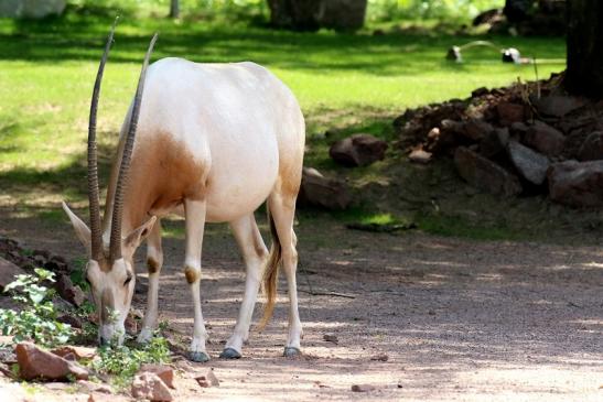 Säbelantilope Zoo Vivarium Darmstadt 2019