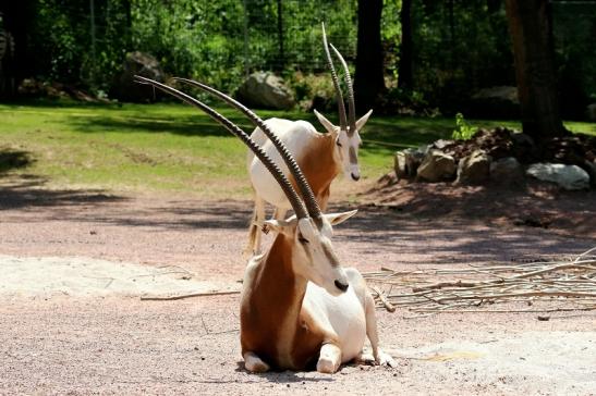 Säbelantilope Zoo Vivarium Darmstadt 2019