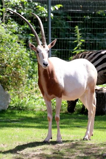 Säbelantilope Zoo Vivarium Darmstadt 2019