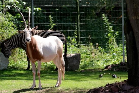 Säbelantilope Zoo Vivarium Darmstadt 2019