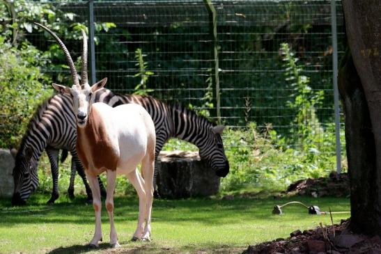 Säbelantilope Zoo Vivarium Darmstadt 2019