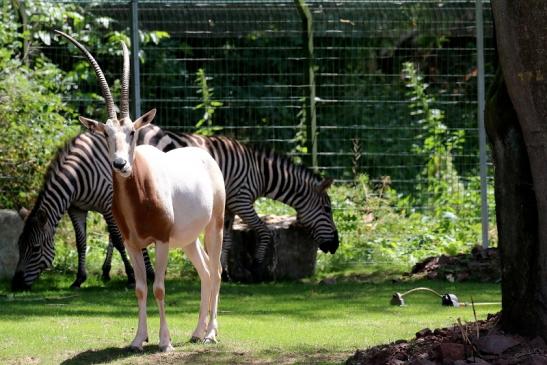 Säbelantilope Zoo Vivarium Darmstadt 2019