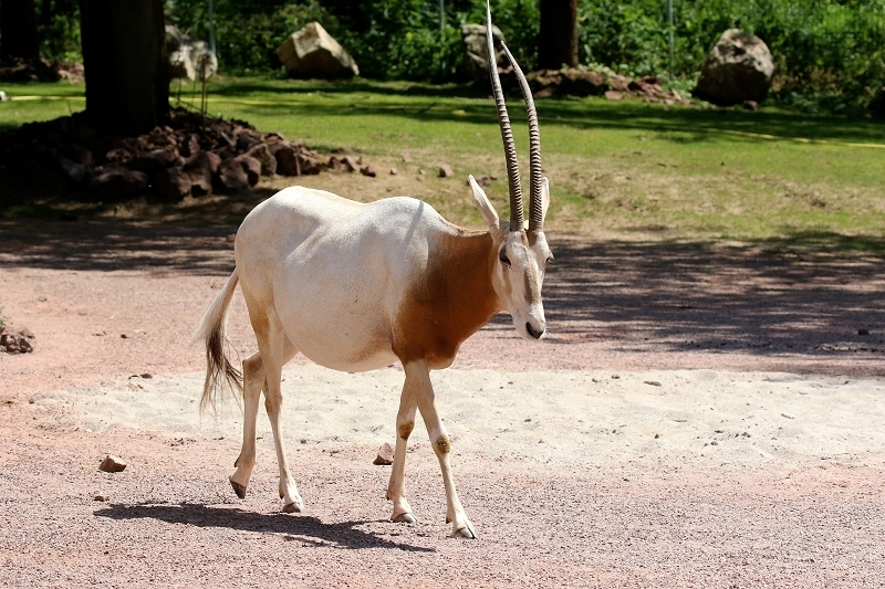 Säbelantilope Zoo Vivarium Darmstadt 2019