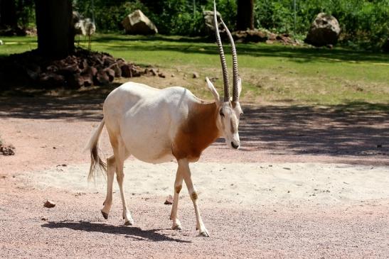 Säbelantilope Zoo Vivarium Darmstadt 2019