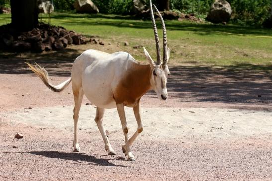 Säbelantilope Zoo Vivarium Darmstadt 2019