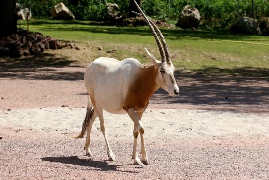 Säbelantilope Zoo Vivarium Darmstadt 2019