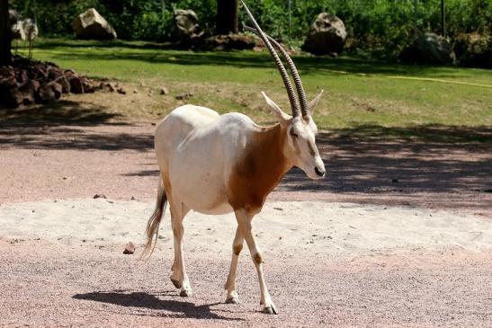 Säbelantilope Zoo Vivarium Darmstadt 2019