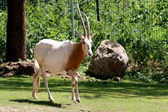 Säbelantilope Zoo Vivarium Darmstadt 2019