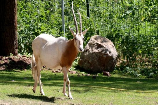 Säbelantilope Zoo Vivarium Darmstadt 2019