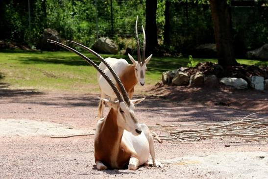 Säbelantilope Zoo Vivarium Darmstadt 2019