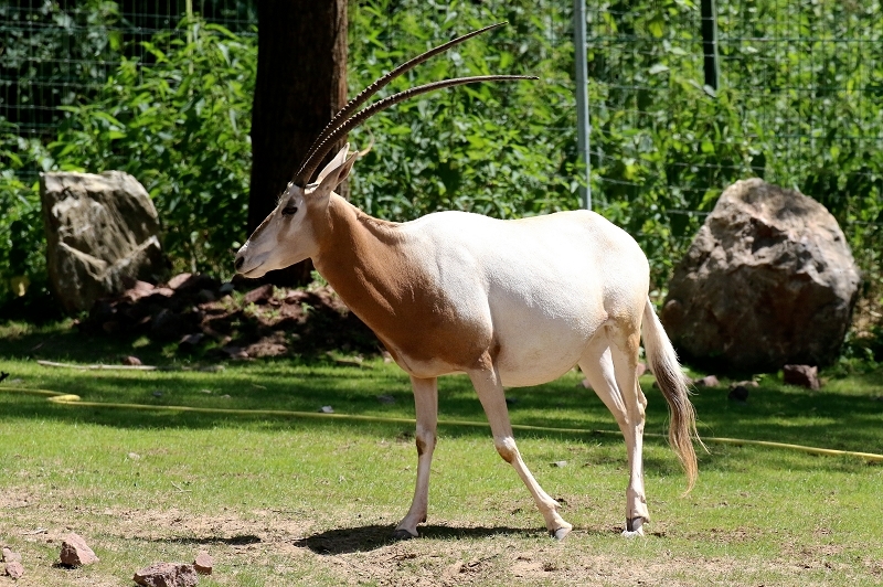 Säbelantilope Zoo Vivarium Darmstadt 2019