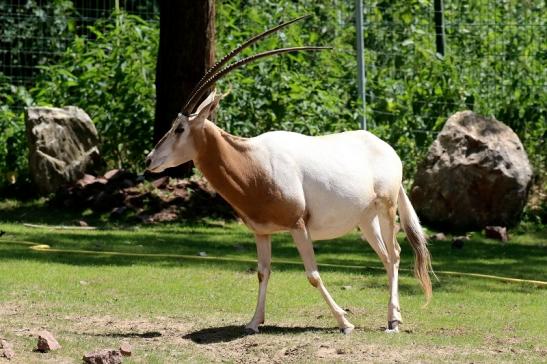 Säbelantilope Zoo Vivarium Darmstadt 2019