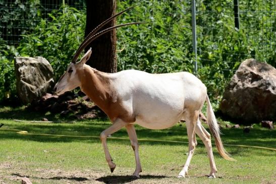 Säbelantilope Zoo Vivarium Darmstadt 2019