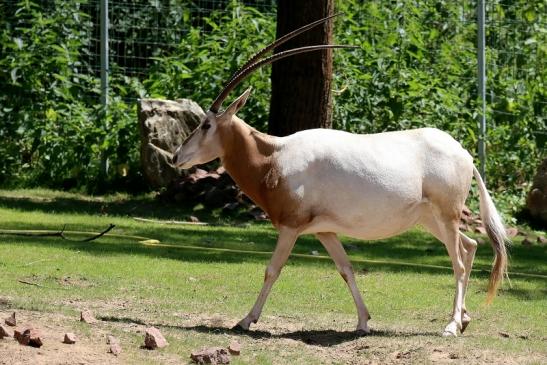 Säbelantilope Zoo Vivarium Darmstadt 2019